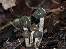 Psilocybe baeocystis Singer & A.H. Sm 373850.jpg