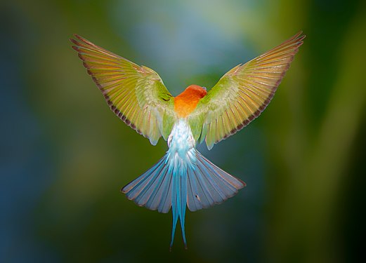 Rufous-crowned bee-eater at Cagayan de Oro City. Photograph: Kirkamon (CC BY-SA 4.0)