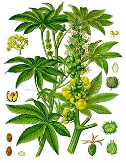 《科勒藥用植物》(1897), Ricinus communis