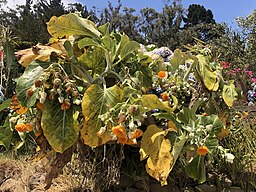 Robinson Crusoe Island Dendroseris litoralis – Juan Fernández Cabbage Tree