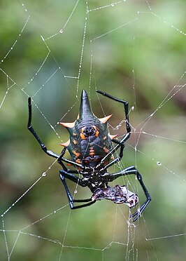 Rubrepeira rubronigra