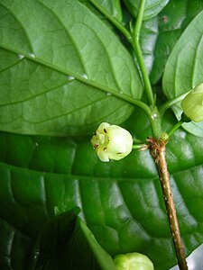 タンザニアのウサンバラ山地（英語版）西部で採取された Rytigynia uhligii の標本。