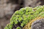 Saxifraga urumoffii, Royal Botanic Garden Edinburgh, Scotland, GB, IMG 3765 edit.jpg