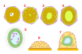 Кальцибластульный тип развития. 1 — яйцо, 2, 3 — полиаксиальное дробление, 4 — целобластула, 5 — кальцибластула, 6 — начало метаморфоза, 7 — олинтус