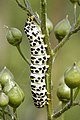 Shargacucullia scrophulariae (Helmkruidvlinder)