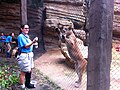 Shasta VI, the mascot of the University of Houston with a Houston Zoo trainer