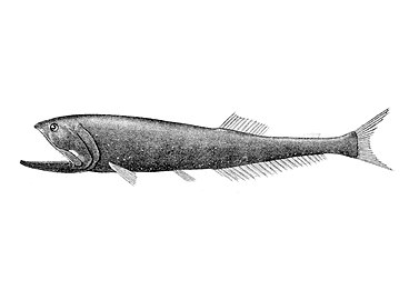 Mesopelagic bristlemouths may be the most abundant vertebrates on the planet, though little is known about them.[64]