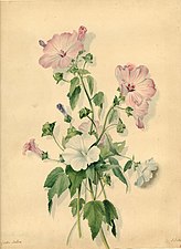 Garden Mallows (1803), watercolour on paper, British Museum