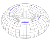 Simple torus with cycles.svg