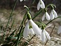 Snowdrop2.JPG