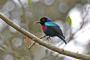 sunbird with black face, wings, and belly, red chest, purple hindneck, and greenish upper wings