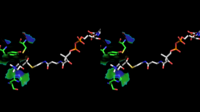 Representación estereoscópica da colina e o acetil-CoA unidos no sitio activo da ChAT en ángulo alternado (PDB 2FY3, PDB 2FY5).