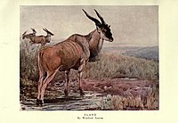 The wild beasts of the world (Plate 11) by Winifred Austen