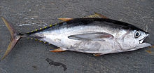 Thunnus obesus (большеглазый тунец) .jpg