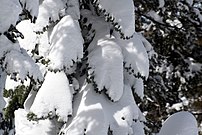 A tree covered with Snow