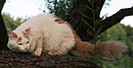 Odd-eyed Angora