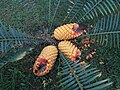 Eine auf Madeira, genauer gesagt in Santana photographierte, unbekannte Pflanze. Erinnert an eine Ananas oder auch an einen Riesenzapfen.
