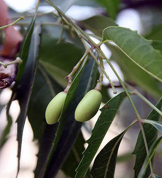 پرونده:Unripe Neem fruits.jpg