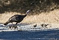 2018年6月24日 (日) 07:26時点における版のサムネイル