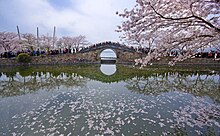 Kirsuberjablómatré í blóma við Changchun brúna við Tai-vatn í Wuxi.