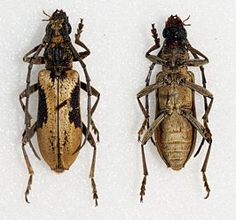 Xoanodera regularis