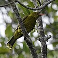 Green oriole