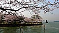 Wuxi Taihu Lake Changchun Bridge during cherry blossom blooming season (2012)