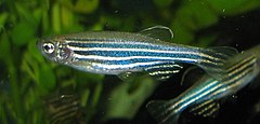 Noxiously stimulated zebrafish reduce their frequency of swimming and increase their ventilation rate Zebrafisch.jpg