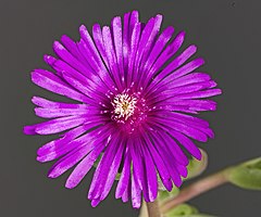 Delosperma cooperi