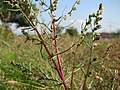 Artemisia campestris