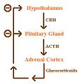 Negatieve terugkoppeling tussen ACTH - adrenocorticotroop hormoon en glucocortocoïden van de bijnierschors.