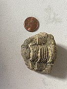 The Illaenidae trilobite Thaleops found in the Sinnipee Group in Dane County
