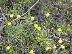 Acacia brownii.jpg