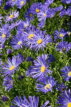 Chamôs blus (Aster alpinus). (veré dèfenicion 2 000 × 3 000*)