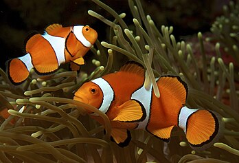 Peixe-palhaço (Amphiprion ocellaris). (definição 1 280 × 872)