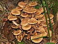 Miniatura para Armillaria tabescens