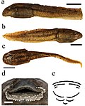 Miniatura para Astylosternus montanus