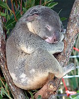 کوآلا جانوری گیاهخوار و کیسه‌دار و بومی استرالیا است. نزدیکترین جانور به کوآلا از نظر ظاهر وامبَت است. کوآلاها فقط در جنگل‌های اُکالیپتوس استرالیا زندگی می‌کنند.