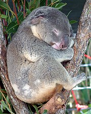 Koala in a park at Cairns, Australia