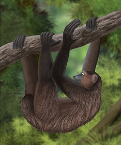 Gigantski lemur se nogama vješa za grane pomoću sve četiri noge kao spori lijenivac. Rep je kratak, a prednji udovi su nešto duži od zadnjih.
