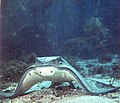 Bat ray adopting a feeding posture.