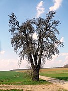 Birnbaum an der Braunsgrube