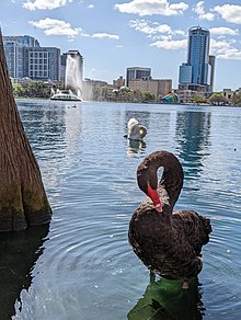 One of several black swans at Lake Eola Park in Orlando, Florida, USA BlackSwanLakeEolaOrlando.jpg