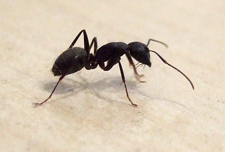 Black Carpenter Ant from Wikipedia
