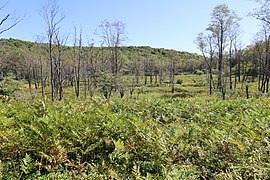 Blackwater View Trail