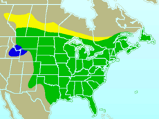 Mapa s rozšířením žlutě = hnízdiště zeleně = oblasti s celoročním výskytem modře = zimoviště