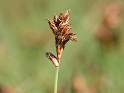 Litteäkaisla (Blysmus compressus)