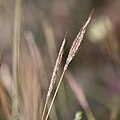 Inflorescences