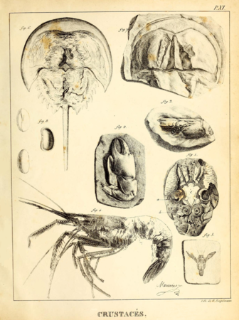 Histoire naturelle des crustacés fossiles… : crustacés (1822), pl. XI