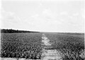 Sisaleko plantazioa, 1906-1918 inguruan.